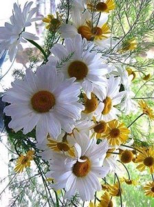 58D5A907-43DF-45F5-AAF6-E463C0CD78BA